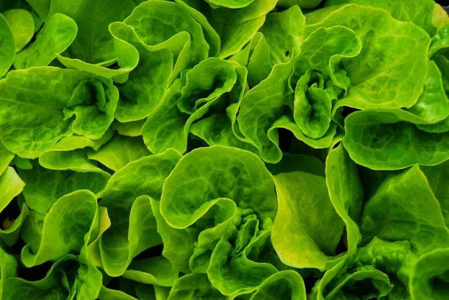 Fresh lettuce